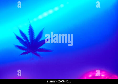 Defokussierten Marihuana Cannabis leaf in einer trendigen Neon Licht. Stockfoto