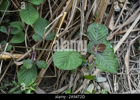 Achyranthes aspera oder Spreu - Blume, stachelige Spreu Blume ist ein Unkraut von Zuckerrohr und anderen Kulturen. Fotoshooting am Morgen. Stockfoto