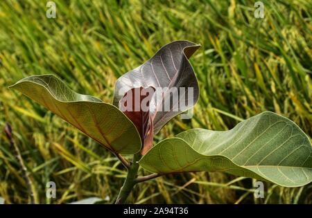 Banyan Tree ist am beliebtesten in ficus Familie. Es ist gut Aussehen nach in Bonsai drehen und es ist neue Blätter erhöhen die Schönheit der neature geben. Stockfoto