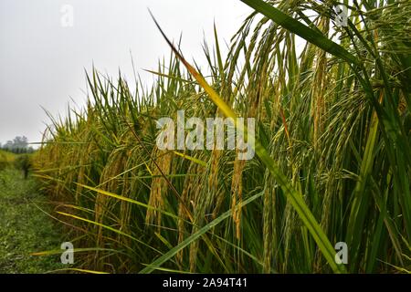 Ernte von Reis Feld während der Laufzeit. Foto wurde in Nordindien vor wenigen Tagen der Ernte Ernte. Stockfoto