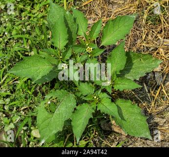 Wild Stachelbeere ist ein Unkraut Werk und es war in der Nähe von Zuckerrohr Feld gefunden. fotoshooting an der North India am Morgen. Stockfoto