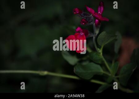 Roter Mohn Blumen mit grünem Hintergrund symbolisieren Memorial Day zu erinnern, die gefallenen Soldaten zu Ehren von US Veteranen und auch die Göttin Demeter und Stockfoto