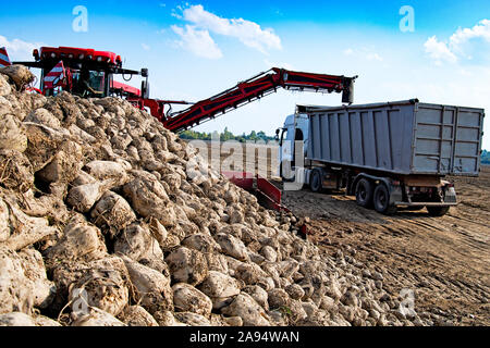 Landwirtschaftliches Fahrzeug Ernte Zuckerrüben am sonnigen Herbsttag Stockfoto