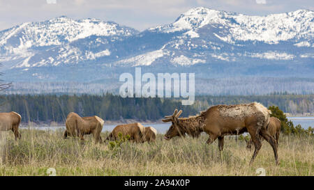 Eine weibliche Elche in die Felder in der Umgebung des Albright Visitor Center im Yellowstone National Park (Wyoming). Stockfoto