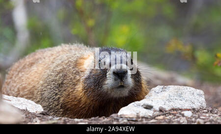 Eine wilde Marmot im Grand Teton National Park in Wyoming. Stockfoto