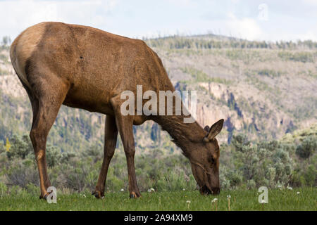 Eine weibliche Elche in die Felder in der Umgebung des Albright Visitor Center im Yellowstone National Park (Wyoming). Stockfoto