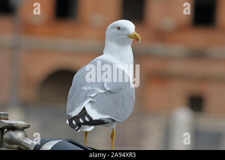 Nach gelb legged gull Latin Larus michahellis auf einem Geländer in der Mitte von Rom, in der Nähe des Kolosseum Familie laridae in die Kamera schaut gehockt Stockfoto