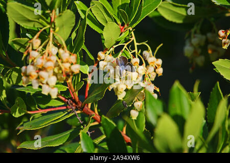 Weibliche Long-tail blauer Schmetterling Latin lampides boeticus auf Strawberry tree blossom Latin Arbutus unedo, glockenförmigen Blüten Anfang Oktober Stockfoto