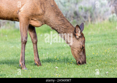 Eine weibliche Elche in die Felder in der Umgebung des Albright Visitor Center im Yellowstone National Park (Wyoming). Stockfoto