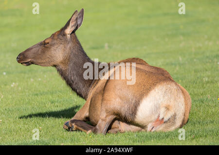 Eine weibliche Elche in die Felder in der Umgebung des Albright Visitor Center im Yellowstone National Park (Wyoming). Stockfoto