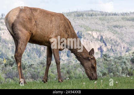 Eine weibliche Elche in die Felder in der Umgebung des Albright Visitor Center im Yellowstone National Park (Wyoming). Stockfoto