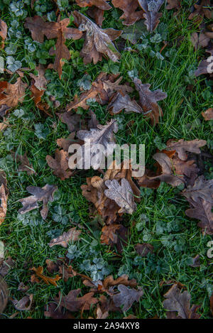 Herbst (Herbst) Eichenlaub auf eisige Gras Stockfoto