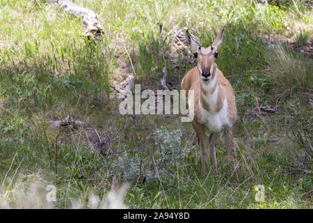 Wild pronghorn Beweidung in die Felder in der Yellowstone National Park (Wyoming). Stockfoto