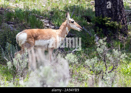 Wild pronghorn Beweidung in die Felder in der Yellowstone National Park (Wyoming). Stockfoto