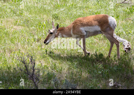 Wild pronghorn Beweidung in die Felder in der Yellowstone National Park (Wyoming). Stockfoto