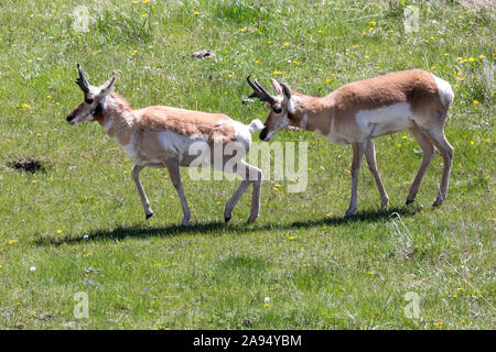 Wild pronghorn Beweidung in die Felder in der Yellowstone National Park (Wyoming). Stockfoto