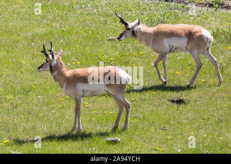 Wild pronghorn Beweidung in die Felder in der Yellowstone National Park (Wyoming). Stockfoto