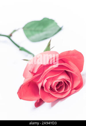 Einsame rosa Rose; auf Weiß Stockfoto