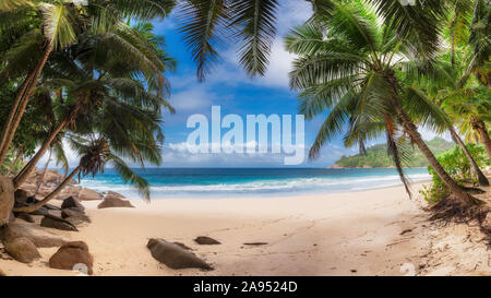 Palmen auf sonnigen Strand Stockfoto