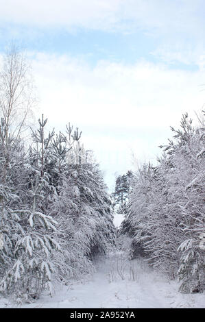 Snowy countrypath mit Schneebedeckte Bäume Stockfoto