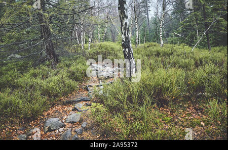 Pfad in einem bergwald an einem regnerischen Tag. Stockfoto