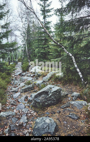 Pfad in einem bergwald an einem regnerischen Tag. Stockfoto