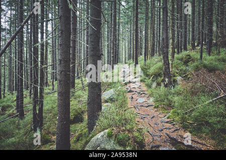 Pfad in einem bergwald an einem regnerischen Tag. Stockfoto