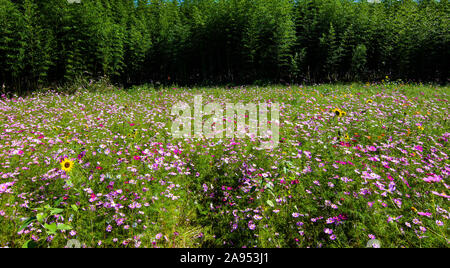 Gehen diese schönen bunten Felder von wilden Blumen, wachsende vor einem Green Bamboo Grove. Stockfoto