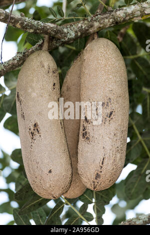 Kigelia oder Wurst Baum in Uganda, Afrika Stockfoto