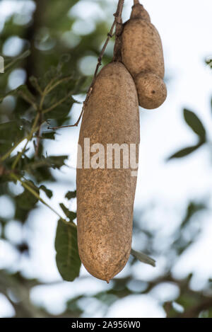 Kigelia oder Wurst Baum in Uganda, Afrika Stockfoto