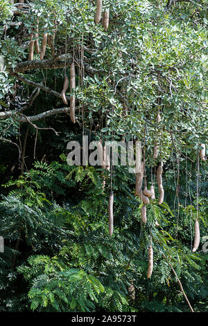 Kigelia oder Wurst Baum in Uganda, Afrika Stockfoto