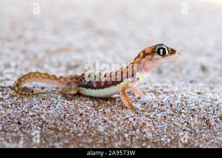 Die Namib sand Gecko oder Web-footed Gecko (Pachydactylus rangei) im Dorob Nationalpark, Namibia fotografiert. Stockfoto