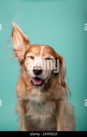 Studio Portrait von Mischling Hund an Kamera schaut mit einem Ohr und Augen auf blauem Hintergrund geschlossen Stockfoto