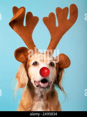 Gemischte Rasse Hund mit braunen Rentier Geweih und rote Nase auf blauem Hintergrund. Studio Portrait. Weihnachten Konzept. Stockfoto