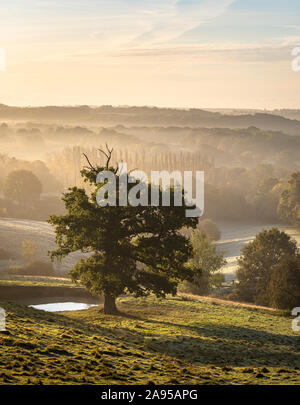 Ein Baum auf der Weald AONB in die Landschaft von Kent an einem nebligen Herbstmorgen. Stockfoto