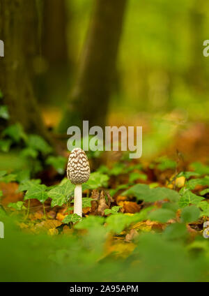 Magpie (Inkcap Coprinopsis picacea) Pilze schossen in einem Kent Wald im Herbst. Stockfoto