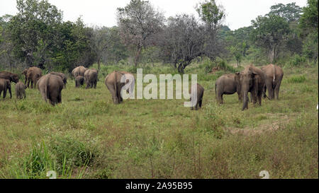 Elefanten, Wildlife Jeep Safari, Kaudulla National Park, Sri Lanka Stockfoto