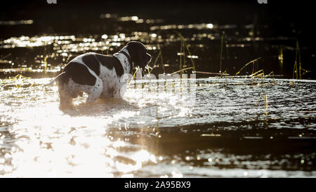 Hund English Pointer baden im Wasser Stockfoto