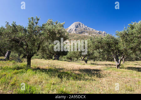 Plakias, Rethymno, Kreta, Griechenland. Blick über die typische ländliche Landschaft auf die entfernte Bergkirche Timios Stavros. Stockfoto