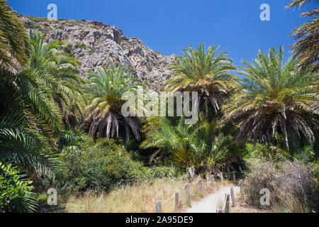 Preveli, Rethymno, Kreta, Griechenland. Palmenwald unter schroffen Klippen in der Kourtaliotiko Schlucht. Stockfoto