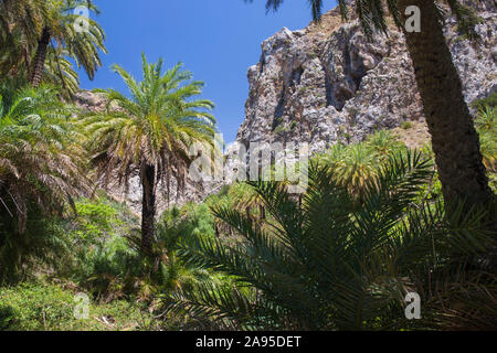 Preveli, Rethymno, Kreta, Griechenland. Palmenwald unter schroffen Klippen in der Kourtaliotiko Schlucht. Stockfoto