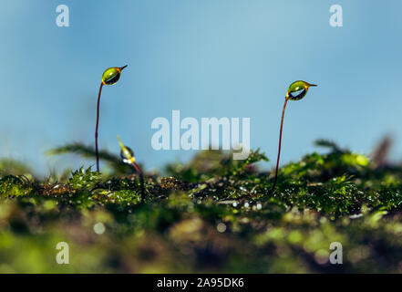 Wassertropfen auf grünem Moos Stockfoto