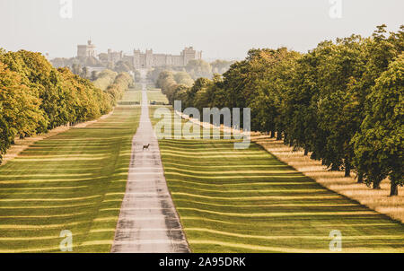 Rotwild auf den langen Weg in Windsor, England in einer kalten, nebligen Herbstmorgen Stockfoto