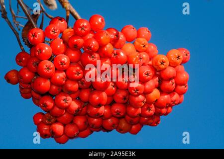 Europäischen Eberesche (Sorbus aucuparia), Beeren auf einem Zweig, Schweden Stockfoto