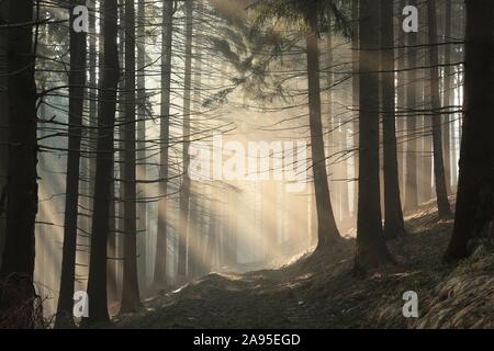 Weg durch den Wald auf den Gipfel des Berges, auf einer sonnigen misty morning. Stockfoto