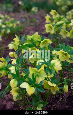 Helleborus x hybridus Eschenholz Garten Hybriden - Gelb Stockfoto