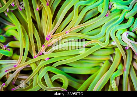 Mittelmeer (snakelocks Seeanemone Anemonia Sulcata) in Gezeiten Pool, Küste von Novellana, Spanien Stockfoto