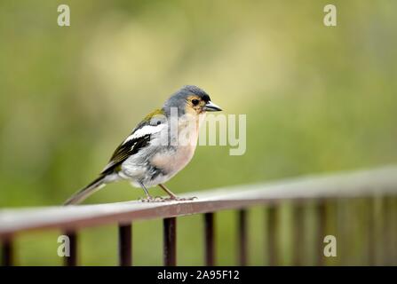 Madeira Buchfink (Fringilla coelebs maderensis), sitzen auf den Zaun, der Insel Madeira, Portugal Stockfoto