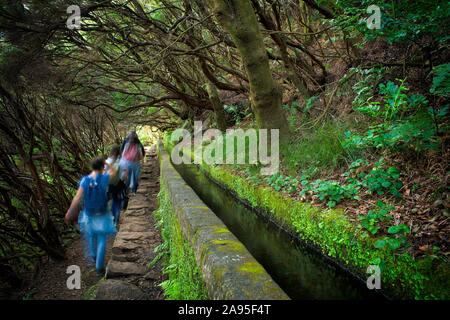 Wanderer auf dem Wanderweg PR6 zu den 25 Quellen, entlang dem Wasser Kanal, Levada das 25 Fontes, im Regenwald, Lorbeerwald Laurisilva, rabacal Natur Stockfoto