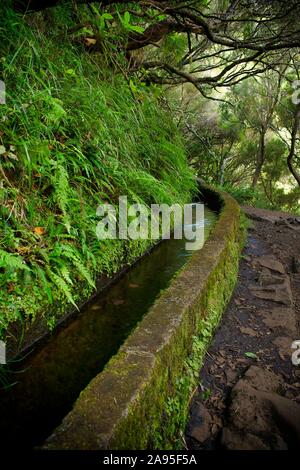 Wanderweg PR6 zu den 25 Quellen, entlang dem Wasser Kanal, Levada das 25 Fontes, im Regenwald, Lorbeerwald Laurisilva, Naturpark Rabacal Stockfoto